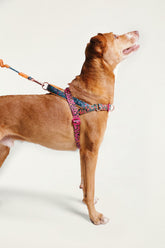 Zeedog Farm Onca Softer Walk L