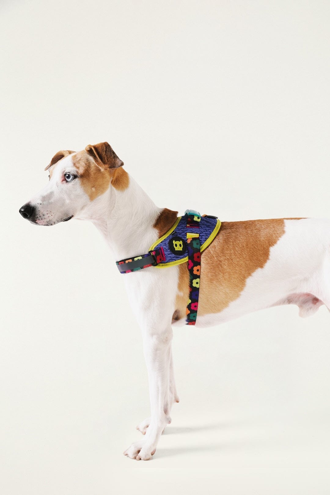 Zeedog Farm Samba Flyharness 2